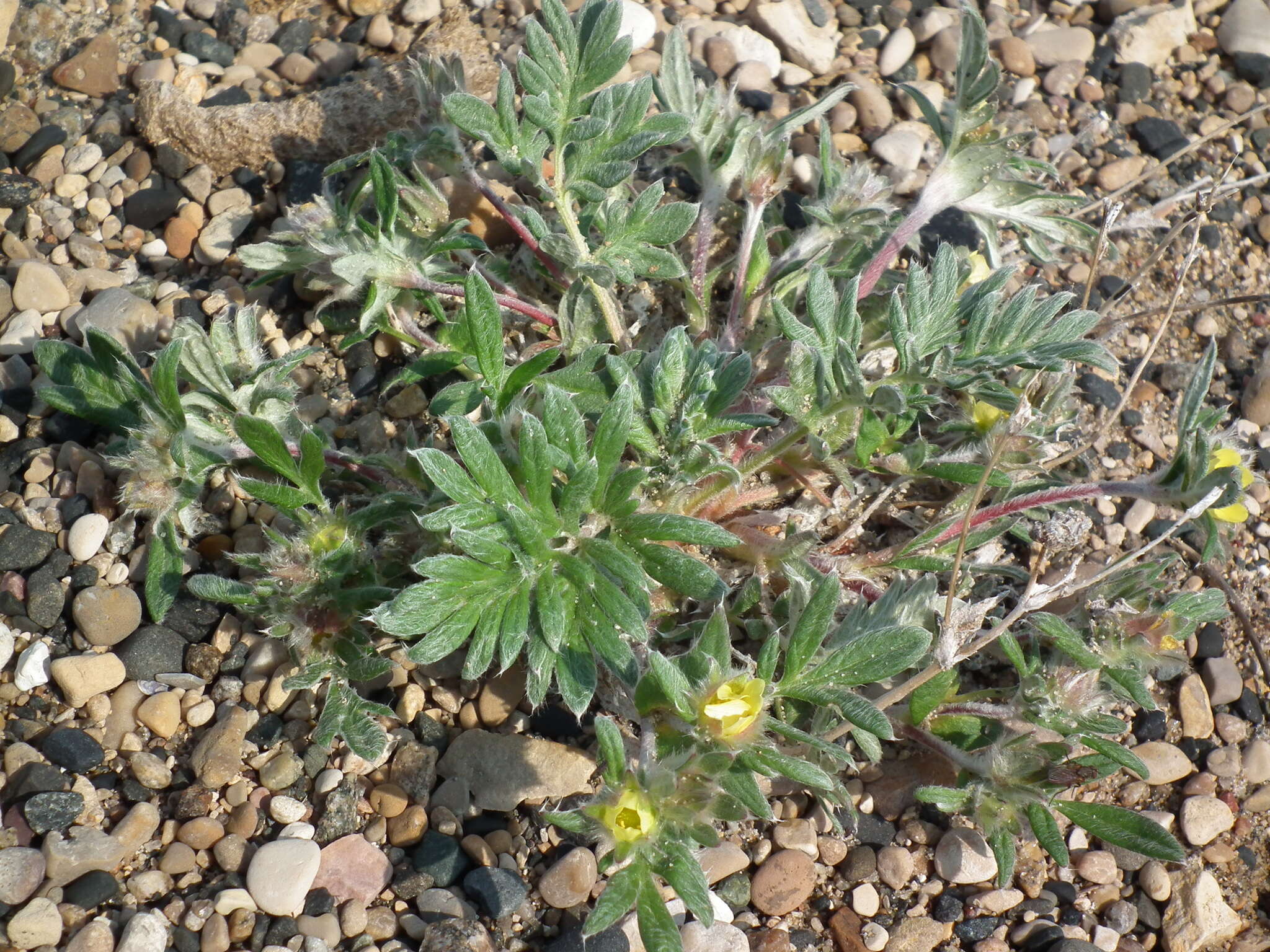 Image of pretty cinquefoil