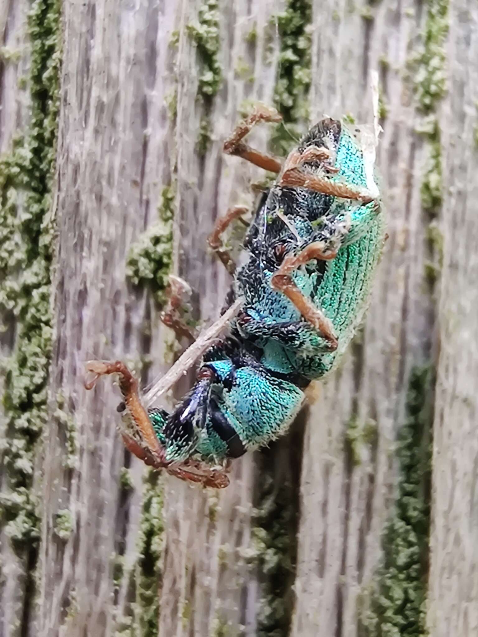 Plancia ëd Phyllobius (Dieletus) argentatus Linnaeus 1758