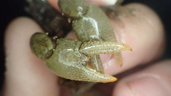 Image of Cambarus striatus Hay 1902