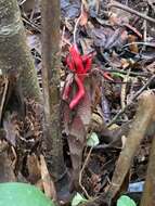 Image of Hornstedtia reticulata (K. Schum.) K. Schum.