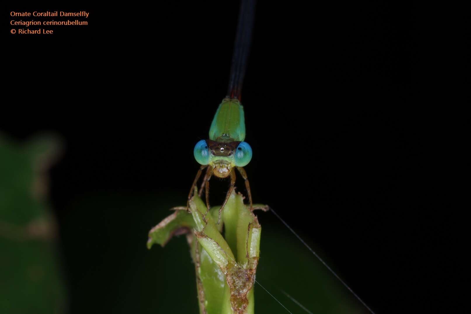 Image of bi-coloured damsel