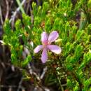 Image of Microlicia benthamiana Triana