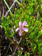 Image of Microlicia benthamiana Triana