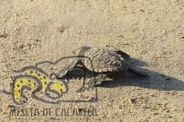 Image of Ridley sea turtles