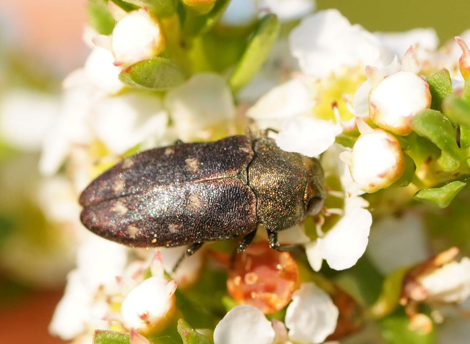 Sivun Pachycisseis bicolor (Gory & Laporte 1839) kuva