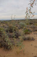 Image of gray globemallow