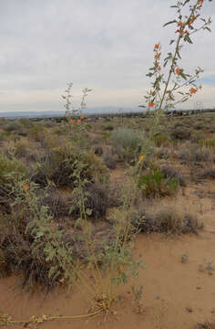 Image of gray globemallow