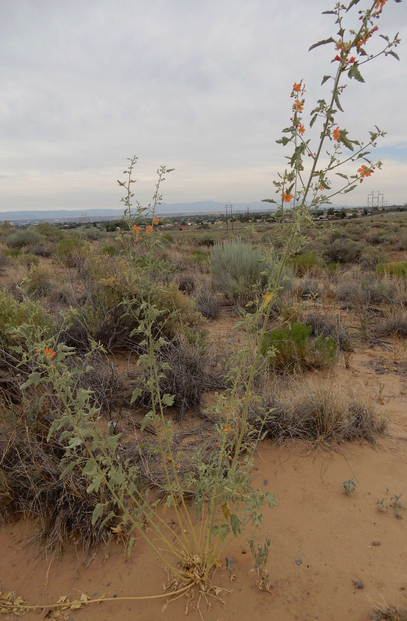 Image of gray globemallow