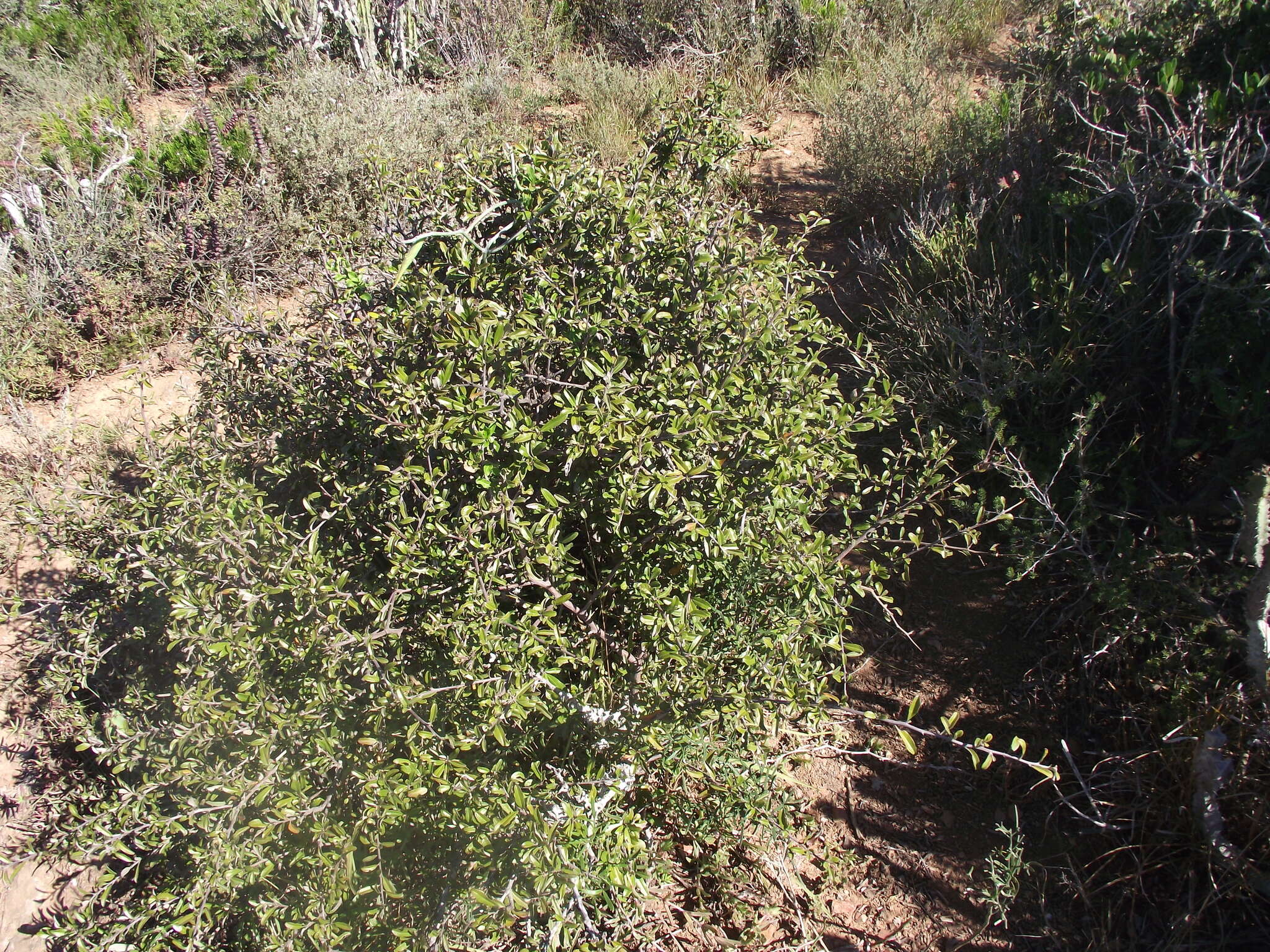 Image of Brachylaena ilicifolia (Lam.) Phill. & Schweick.