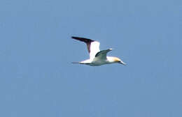 Image of Australasian Gannet