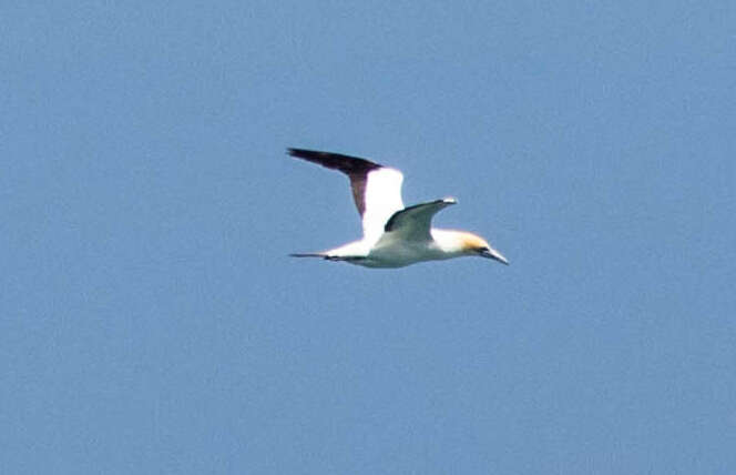 Image of Australasian Gannet