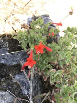 Imagem de Epilobium canum subsp. latifolium (Hook.) P. H. Raven