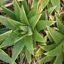 Dyckia brevifolia Baker resmi