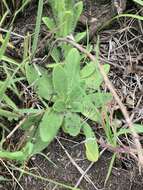 Image of Senecio barbatus DC.