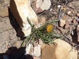 Image of Gazania krebsiana subsp. krebsiana