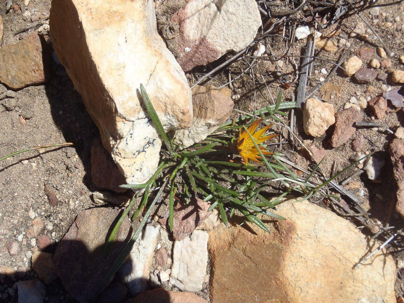 Image of Gazania krebsiana subsp. krebsiana