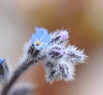 Image of Myosotis refracta Boiss.