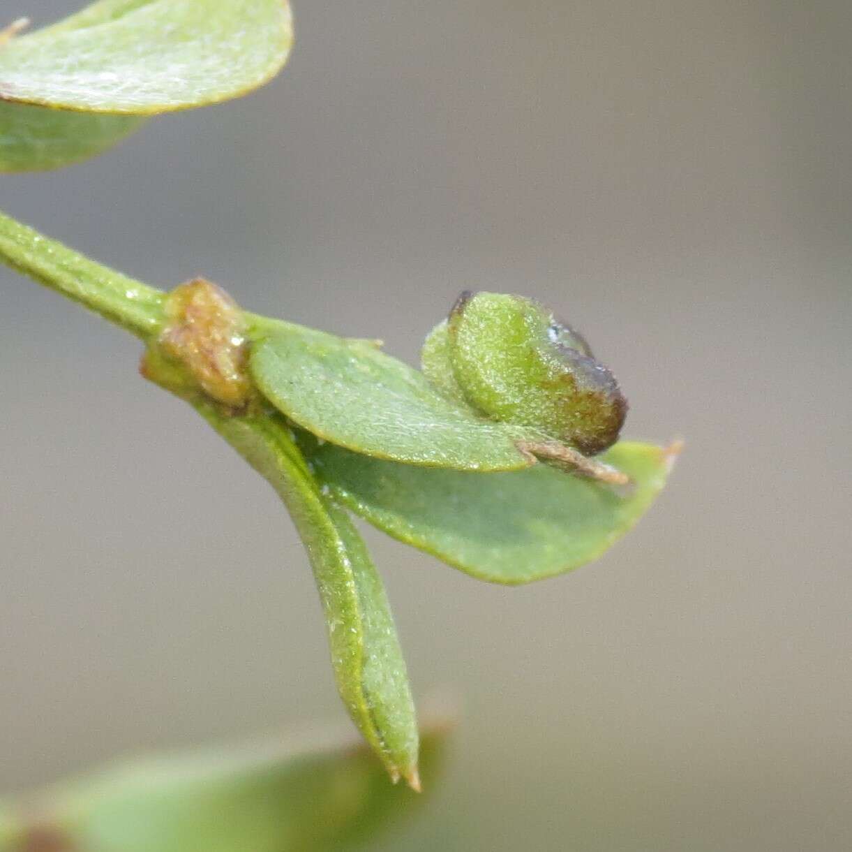 Image of Asphondylia fabalis Gagne 1990