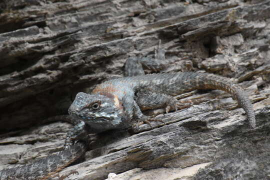 Image of Sceloporus torquatus binocularis Dunn 1936