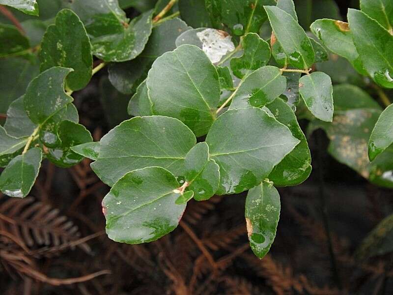 Eucalyptus angophoroides R. T. Baker的圖片