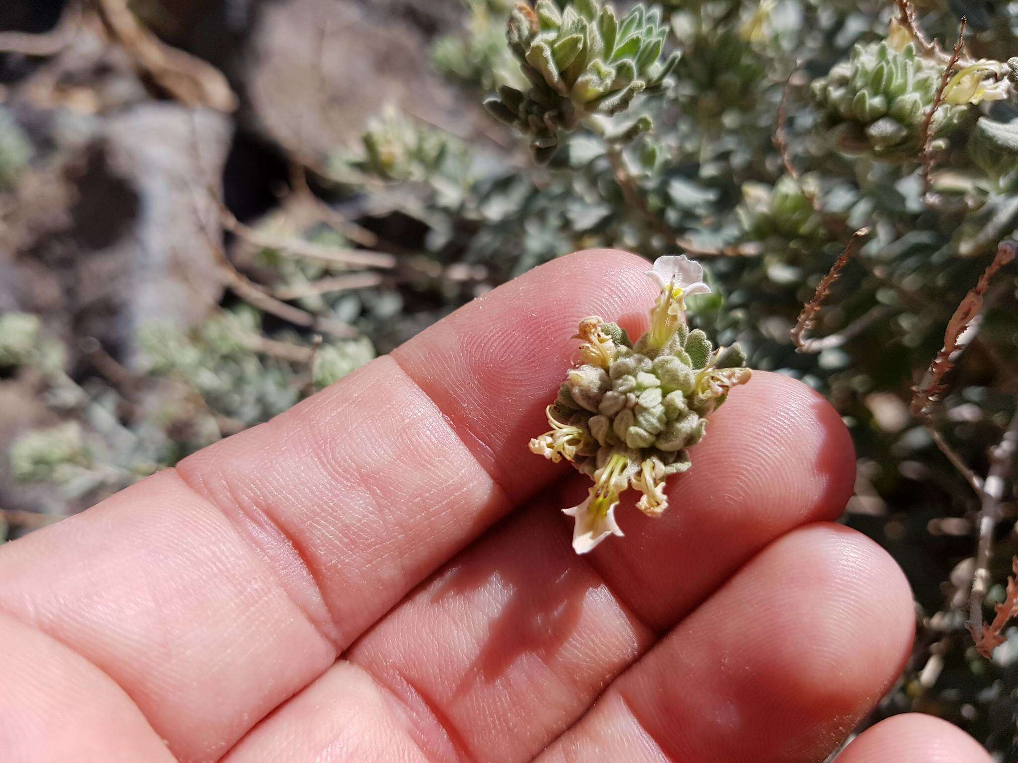 Image of Teucrium stocksianum Boiss.