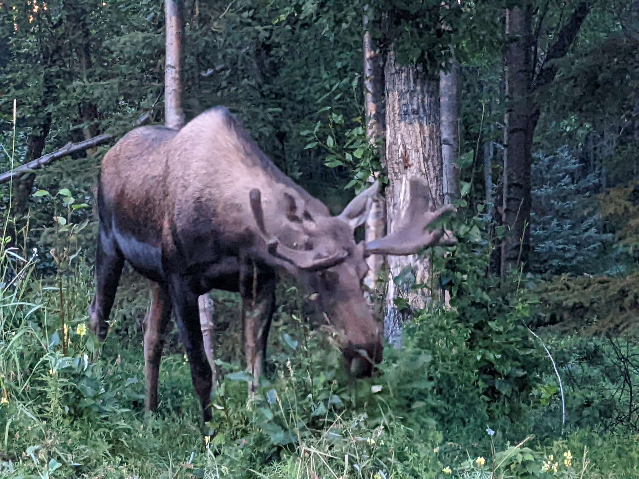 Image of Alces alces gigas Miller 1899