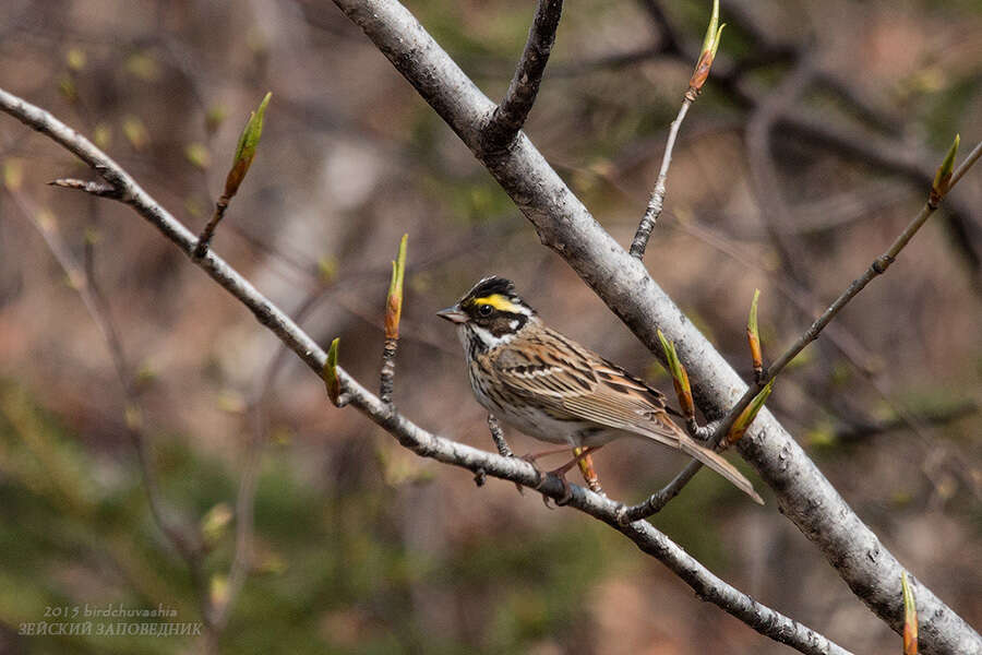 Image of Yellow-browed Bunting