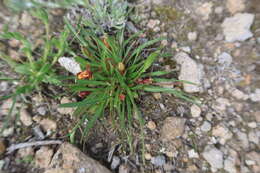 Plancia ëd Oenothera punae Kuntze