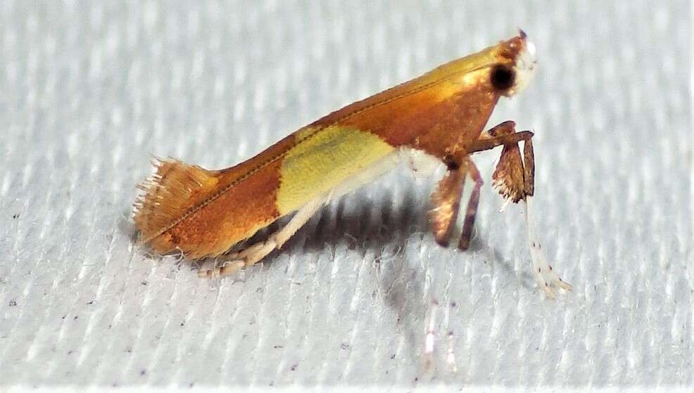 Image of Caloptilia packardella (Chambers 1872)