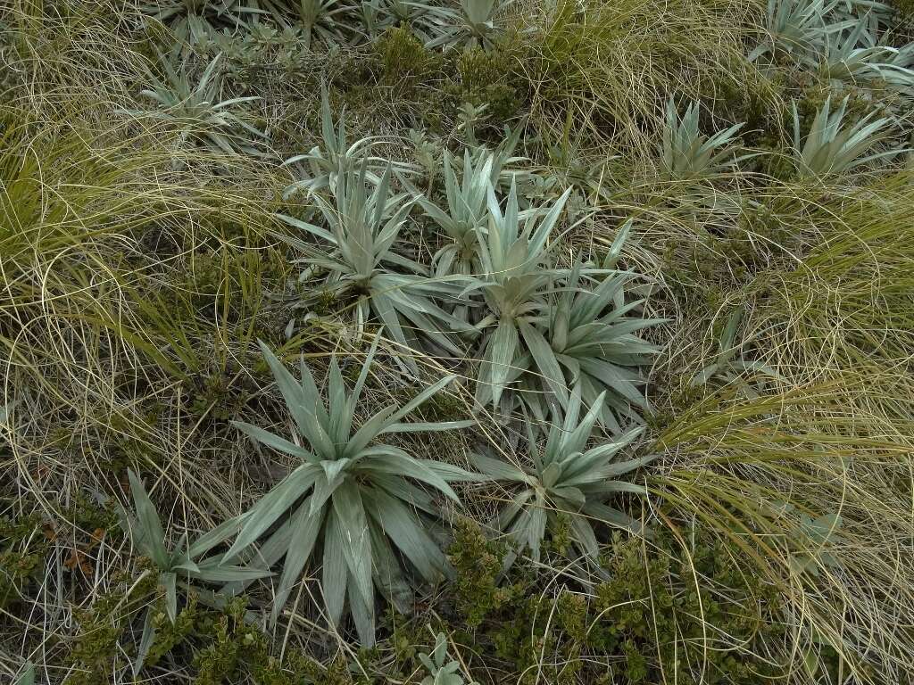 Слика од Celmisia semicordata subsp. stricta