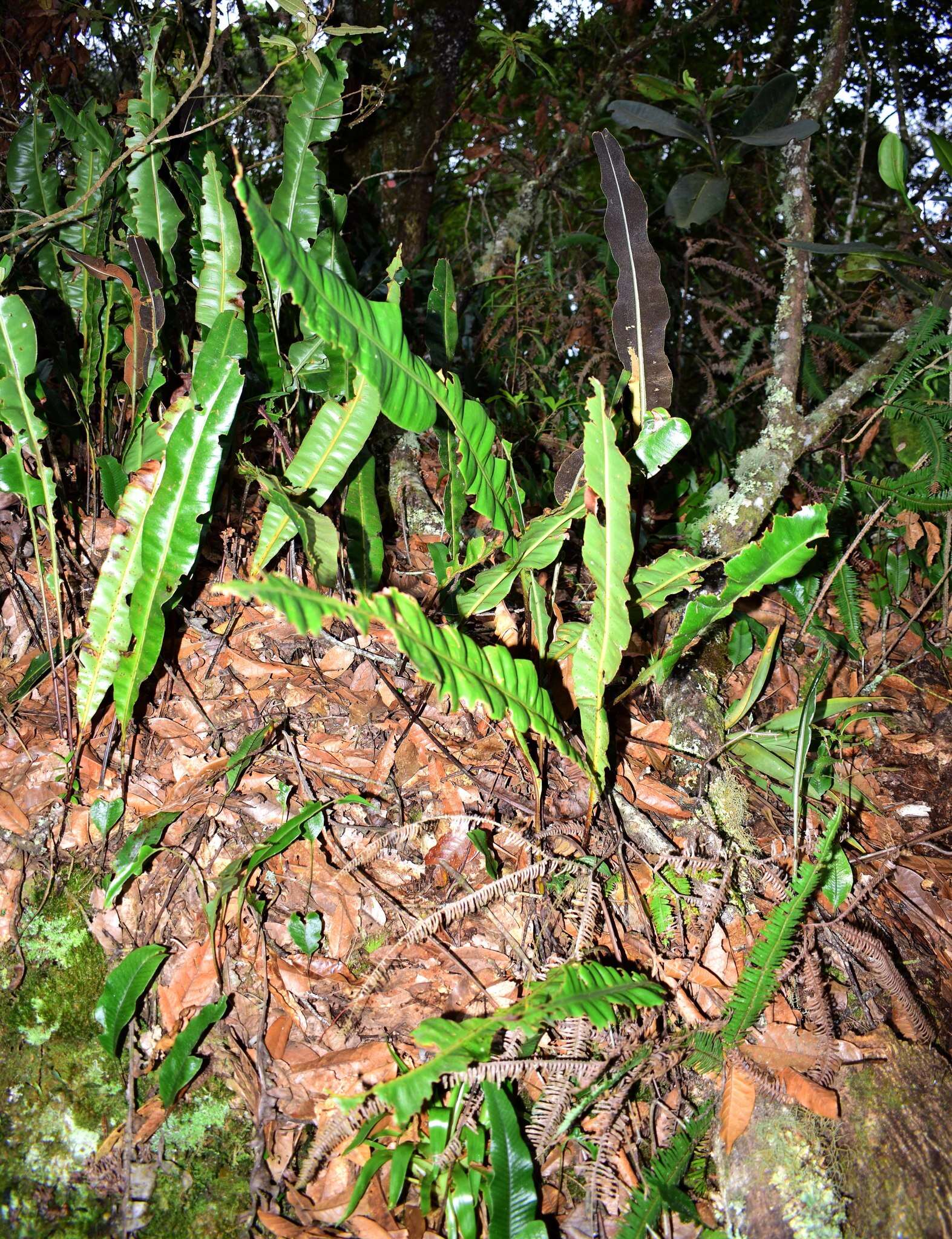 Elaphoglossum latifolium (Sw.) J. Sm. resmi