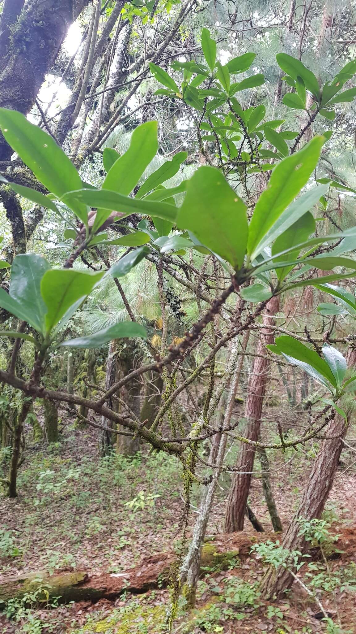 Image of Myrsine juergensenii (Mez) J. M. Ricketson & J. J. Pipoly