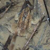 Image of Round-tongued Floating Frog