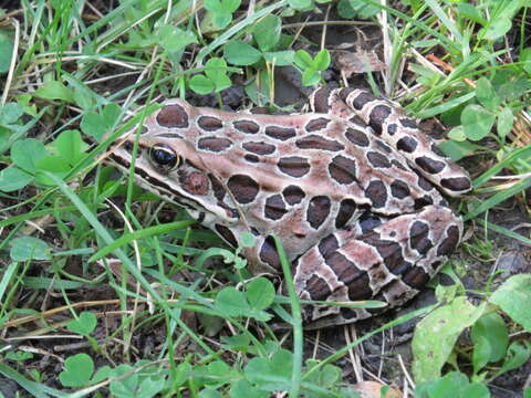 Image of Northern Leopard Frog