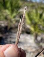 Image of Andropogon cumulicola