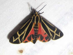 Image of Carlotta's Tiger Moth