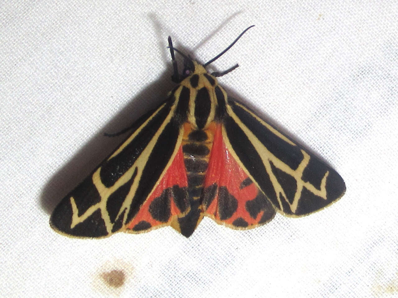 Image of Carlotta's Tiger Moth