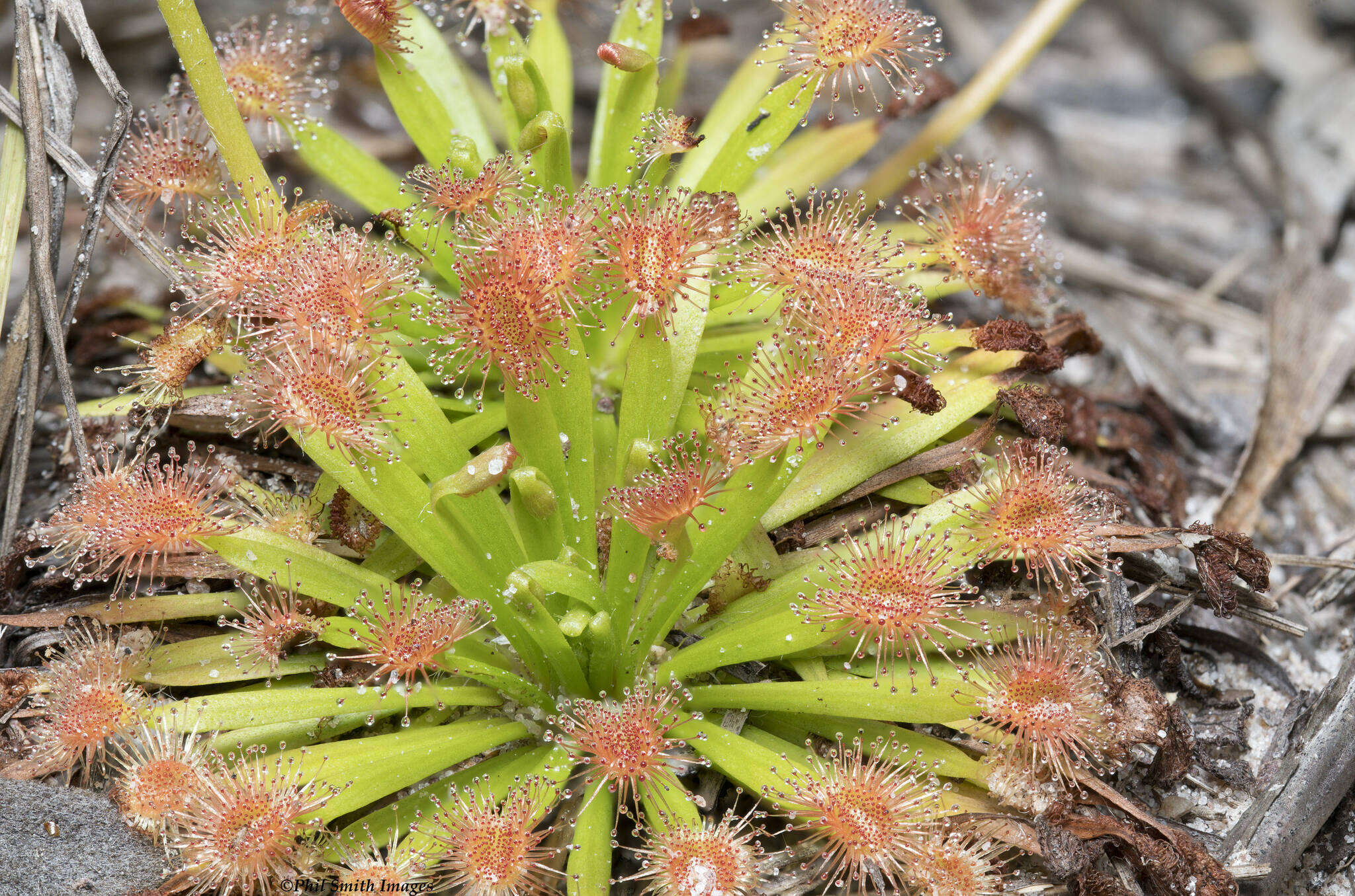 Image of Drosera fulva Planch.