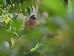 Image de Trogon des Philippines