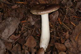 صورة Russula murrillii Burl. 1913