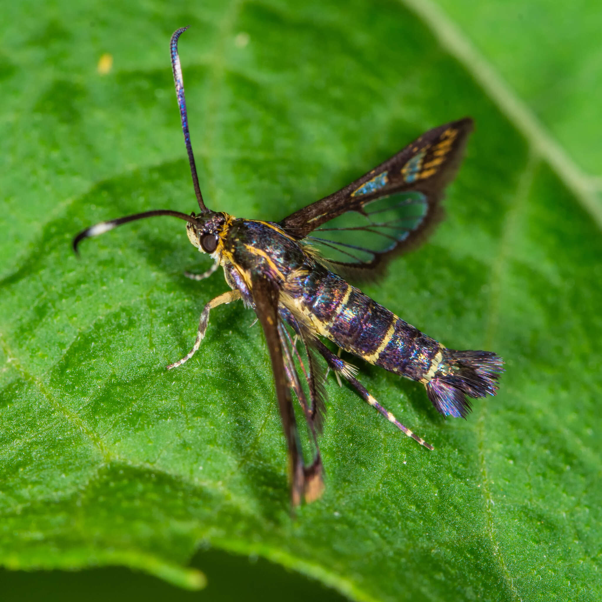 Image of Carmenta ithacae Beutenmüller 1897