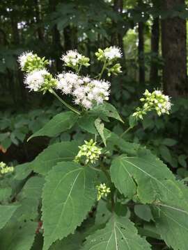 Plancia ëd Ageratina altissima (L.) R. King & H. Rob.