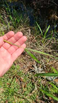 Image of itchgrass