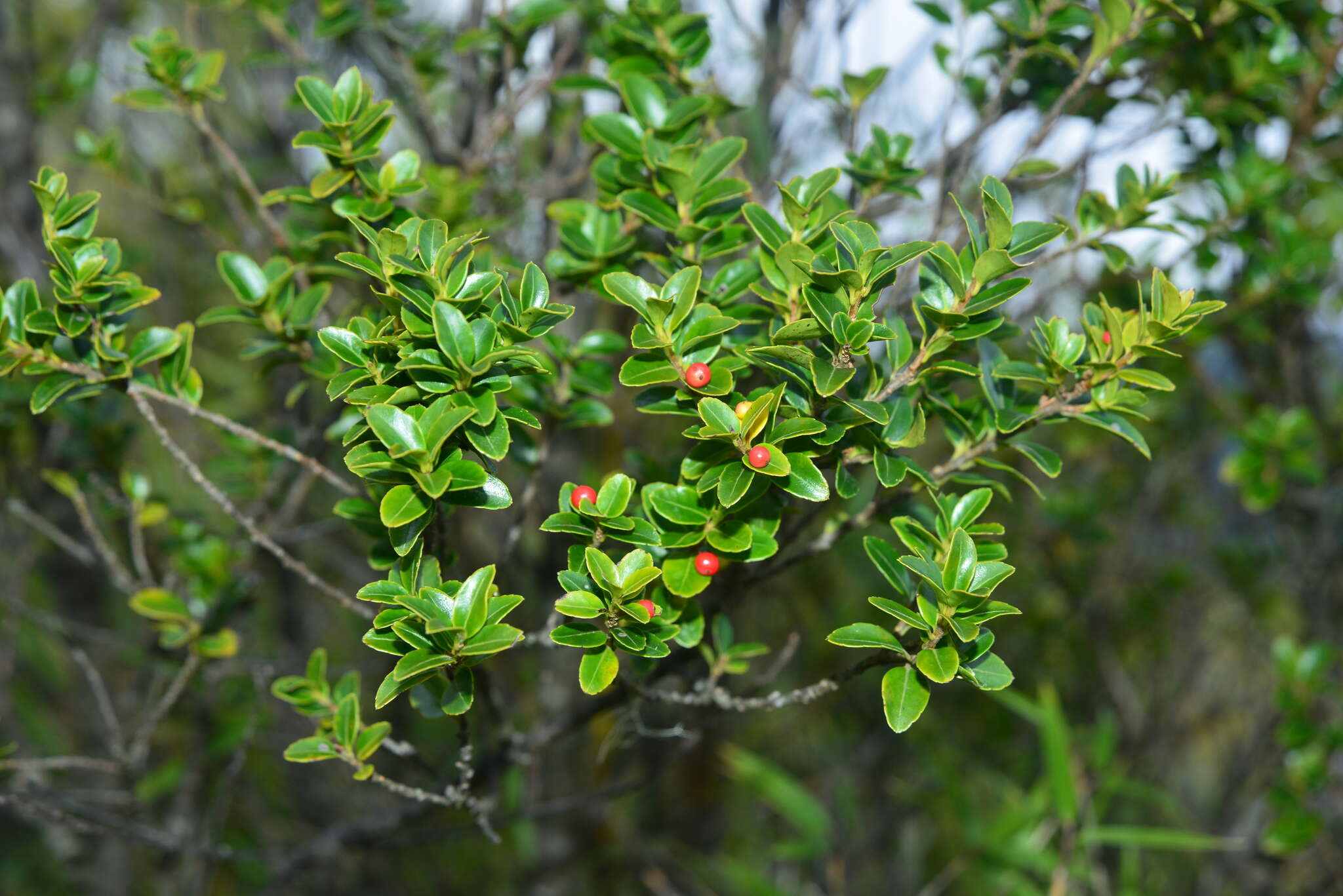 Imagem de Ilex yunnanensis var. parvifolia (Hayata) S. Y. Hu