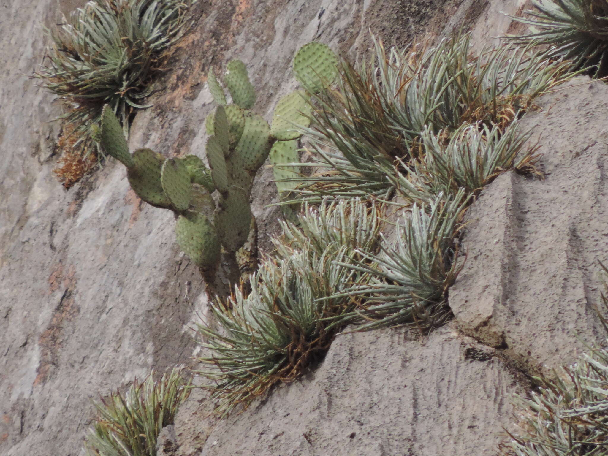 Image of Hechtia mapimiana López-Ferr. & Espejo