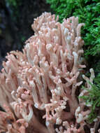 Image de Ramaria botrytoides (Peck) Corner 1950