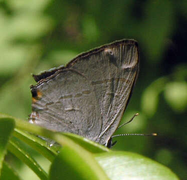 Image of Hypolycaena erylus himavantus Fruhstorfer 1912