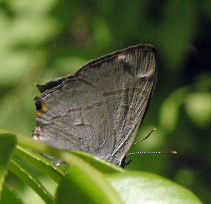 Слика од Hypolycaena erylus himavantus Fruhstorfer 1912