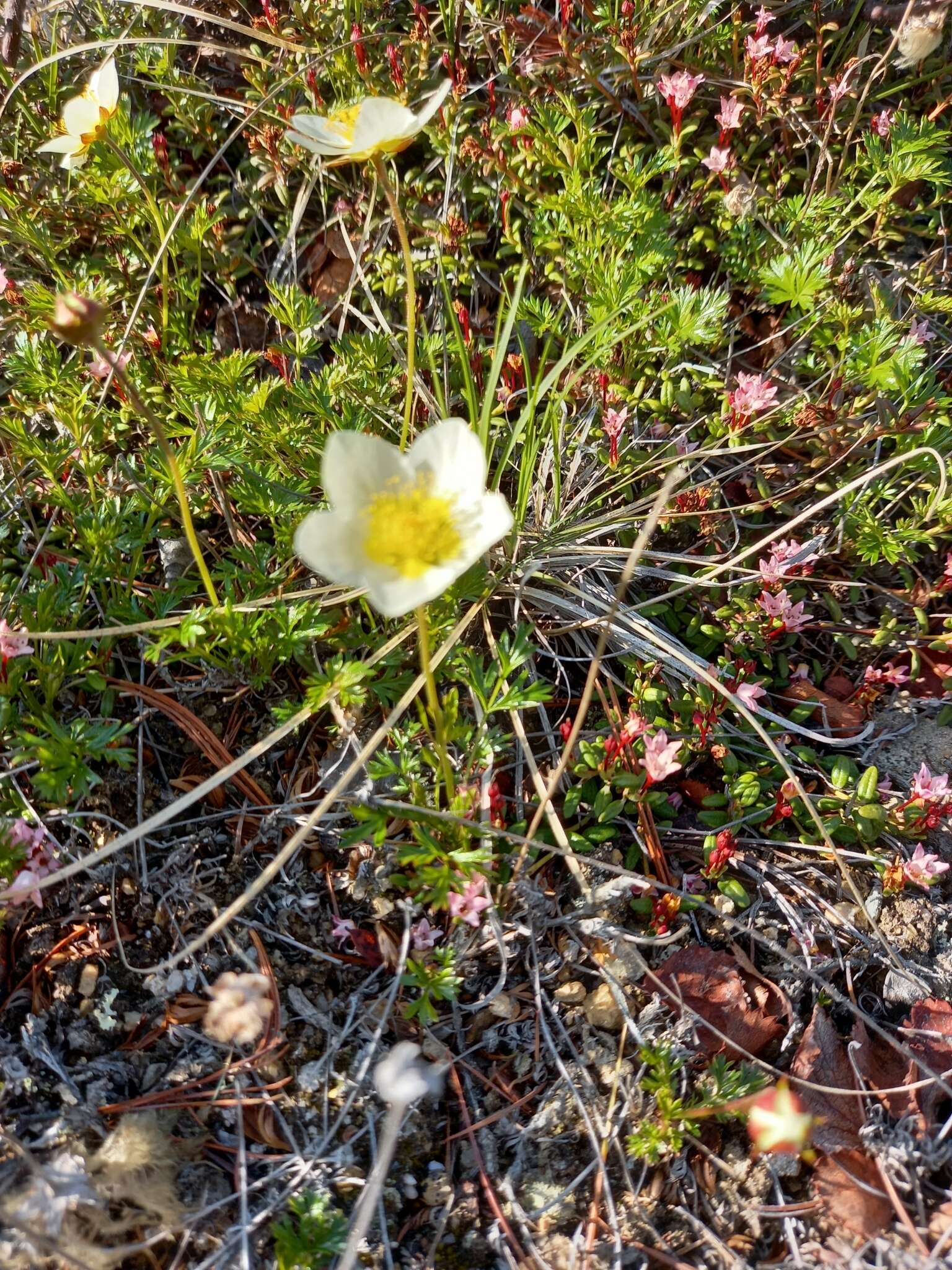 <i>Sieversia pusilla</i>的圖片