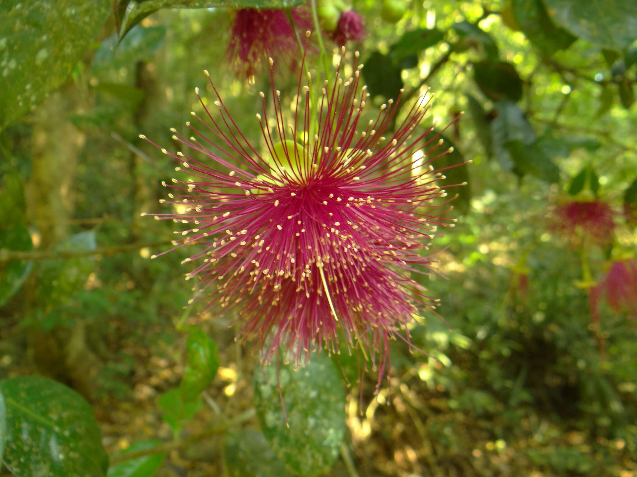 Plancia ëd Syzygium laetum (Ham.) K. N. Gandhi